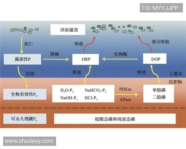 上海足球队阵地战革新探索与实践的深度解析与展望 上海足球队阵地战革新探索与实践的深度解析与展望